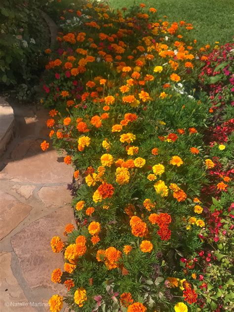 16 Annuals That Bloom All Summer Long Design A Garden You Love Decor