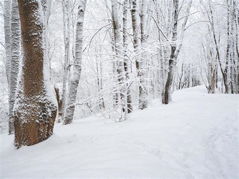 Snow Covered Trees In The Forest Snow Drifts Stock Image Image Of