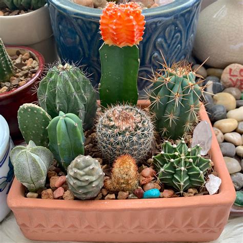A little cactus arrangement I made♡ : cactus