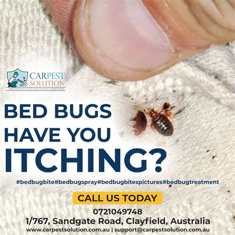 Pest Control Bed Bug Bites Bed Bugs Treatment Bed Bugs