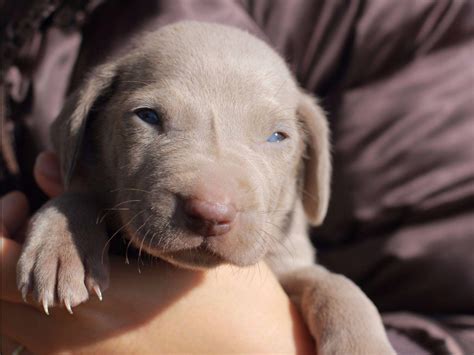 Sandi is ckc registered and slate is. AlamoStar Weimaraners - Weimaraner Puppies For Sale