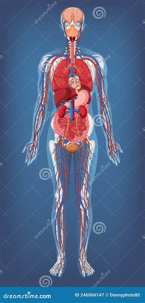Anatomical Structure Of The Abdominal Organs Spleen Liver