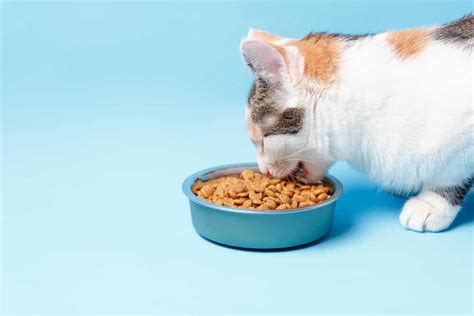 All our dry cat food brands are complete and balanced to give your kitty the nutrition she needs. 5 Best Organic Cat Foods 2019 Buyer's Guide & Reviews