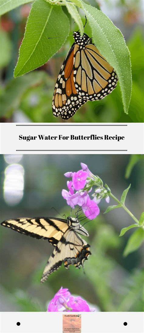 Maybe you would like to learn more about one of these? Sugar Water For Butterflies Recipe | Raised bed garden ...