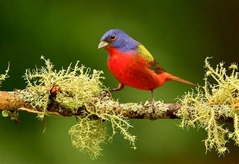 Цветная овсянка птица красивые фото