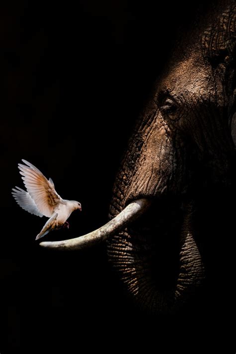 Check spelling or type a new query. Elephant with Pigeon poster » Uniek ontwerp » Beste Prijs ...