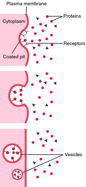 We offer a wide range of high quality human and animal cell and media systems. Pinocytic vesicle | definition of Pinocytic vesicle by ...