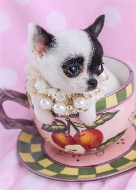Teacup Chihuahuas Teacup Puppies And Boutique
