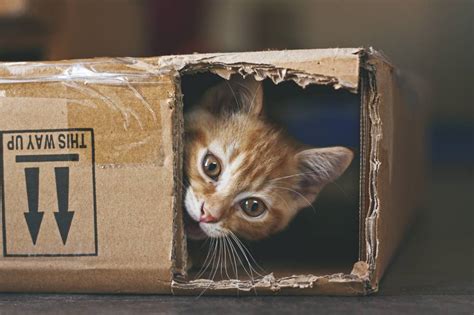 Aspectos CLAVE sobre la GASTROENTERITIS Felina, ¡descúbrelo!