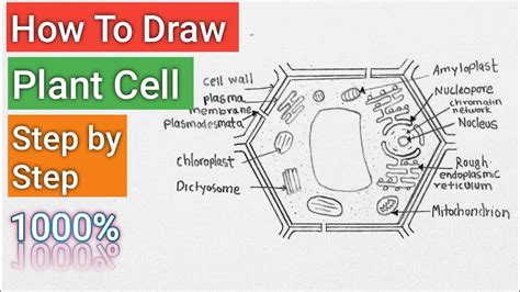 Check spelling or type a new query. How To Draw Plant Cell Step by Step - YouTube