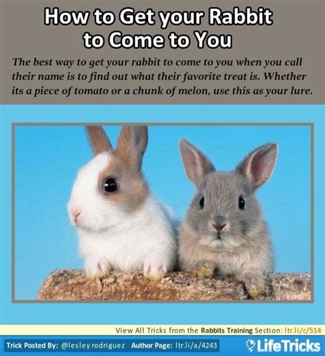 Naming your new pet bunny can be tough. Rabbits Training - Know Your Rabbit's Favorite Treat | Pet ...