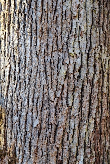 Premium Photo Closeup Of A Trees Texture Of Bark