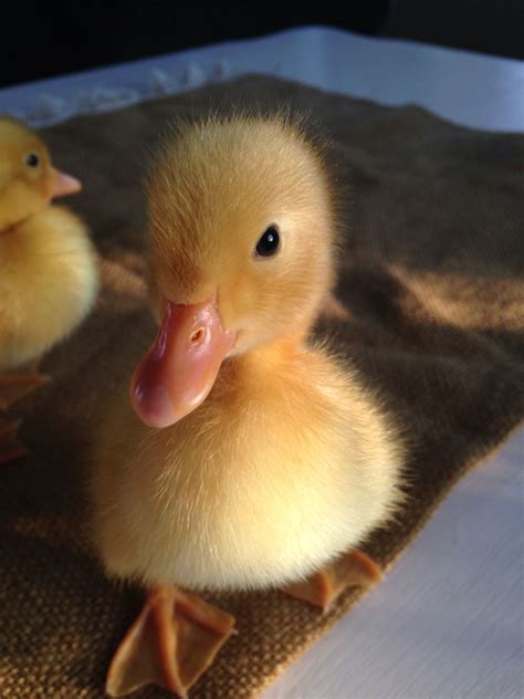 The Cutest Ducks You Ll Ever Meet Audrey And Hugh Bekah S Ducks 2014 Pato