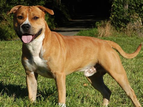 Browse thru thousands of american staffordshire terrier dogs for adoption near houston, texas, usa area , listed by dog rescue organizations and individuals, to find your match. American Staffordshire Terrier HD Wallpapers