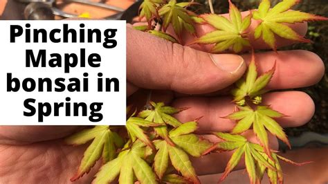 Pinchingpruning Maple Bonsai In Early Spring How To Pinch Out The
