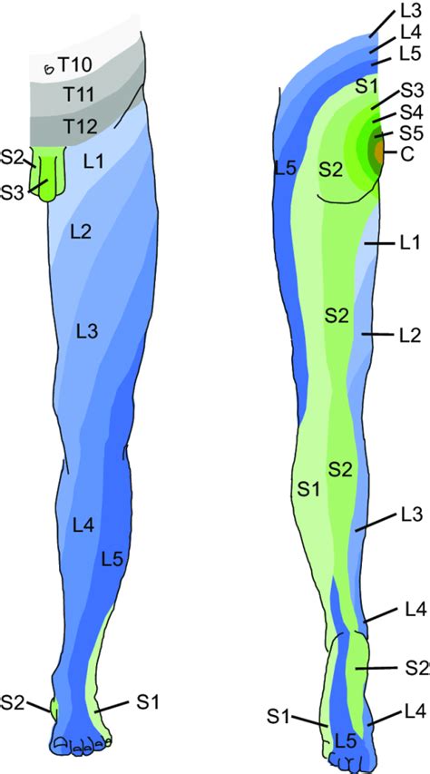 Dermatomes Orthopedie Pour Tous