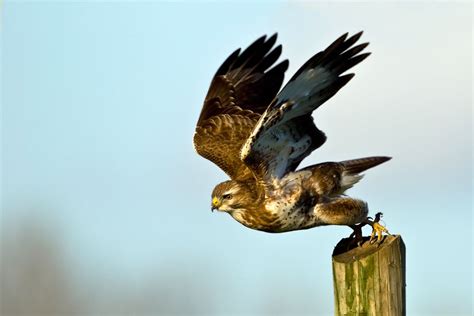 Maybe you would like to learn more about one of these? Bussard beim Start (Forum für Naturfotografen) | Heimische ...