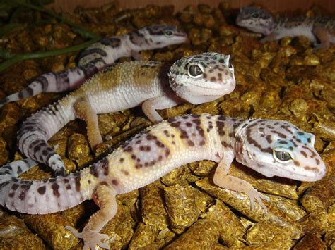 They make great pets and owning them is a very rewarding experience. Leopard Gecko | The Life of Animals
