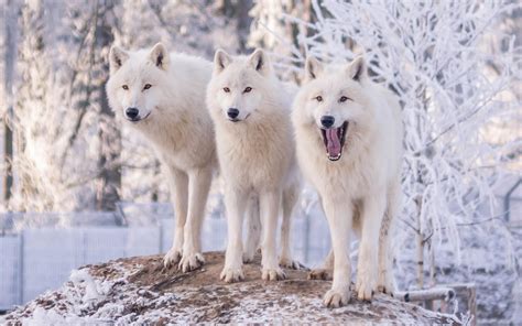 Download White Wolf Winter Animal Wolf Hd Wallpaper