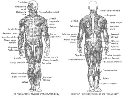 Human Body Muscles Labeled Front And Back Chapter First Exam At Ohio University