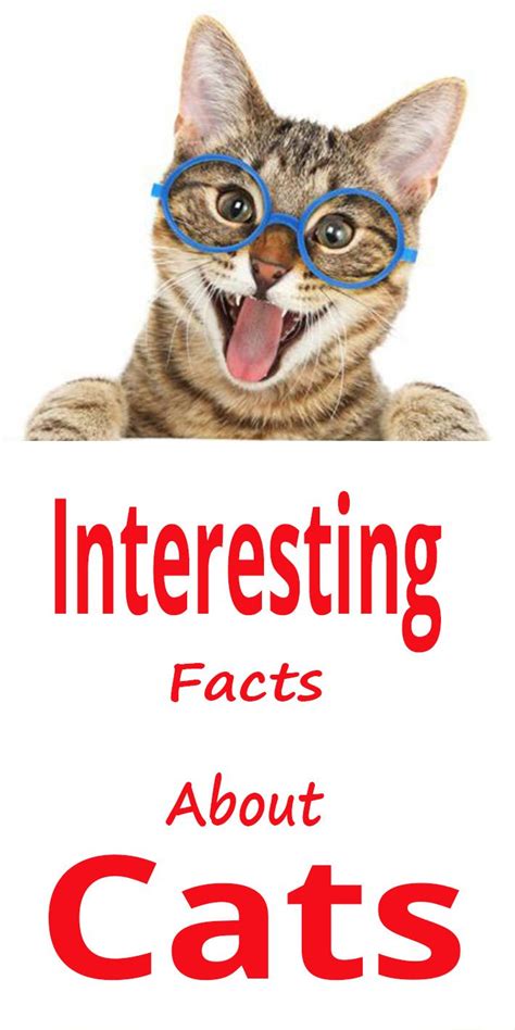 Interesting Facts About Cats Cat Facts Tabby Cat Cat Care