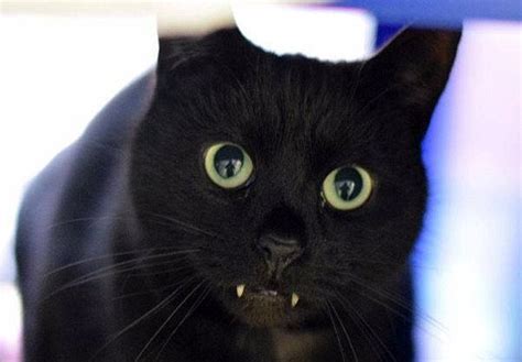 Unlike dogs, cats are rarely found drooling. No One Will Adopt This Black Cat Who Has Teeth That Looks ...
