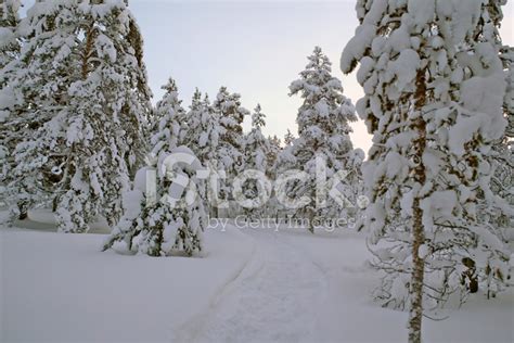 Winter Forest Finland Stock Photos