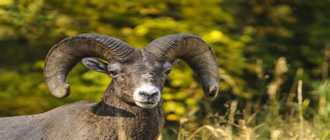SD | Foreign Animal Diseases