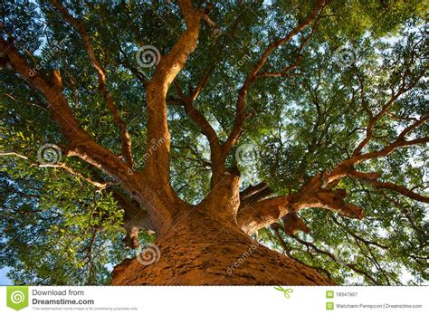Nature Big Trees Shade Tree Height Stock Image Image