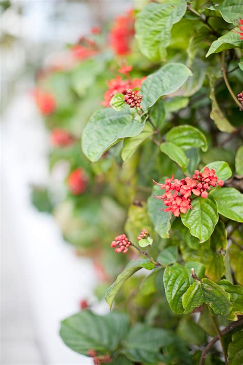 This is key to helping us improve our service in every. Flowering Plants in Key West - Entouriste
