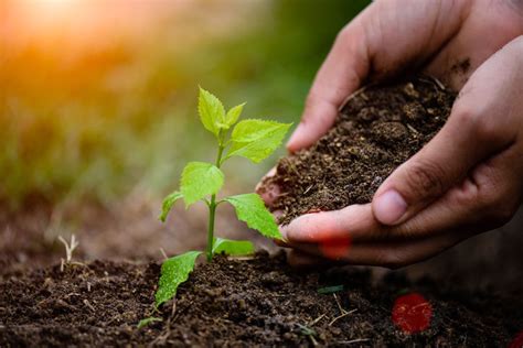 Последние твиты от tree plantation (@treeplantations). Volunteers needed for tree planting | Outdoors ...