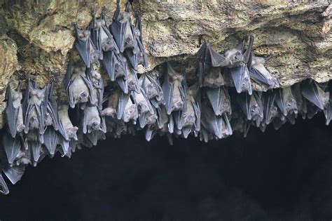 Marburg Virus Cant Kill Egyptian Fruit Bats Why The Brink Boston