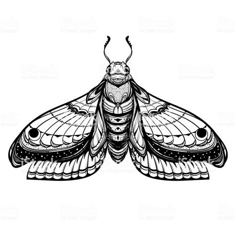 Butterfly sketch. Detailed realistic sketch of a moth | Butterfly sketch, Realistic sketch, Moth ...