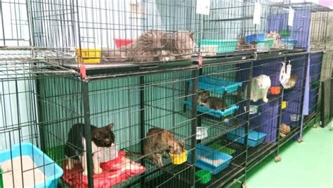 We did not find results for: Kedai Kucing Murah Near Me - Antara Kedai Haiwan Kucing ...