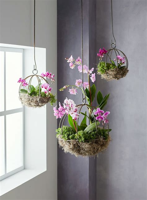 Indoor Orchids Hanging Plants Indoor Orchids Garden House Plants