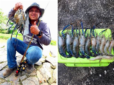 Selepas mendapatkan info lubuk yang terbaik di sepanjang hilir sungai selangor daripada pemilik bot yang bernama cikgu ayub,. Panduan penting memancing udang galah - Umpan
