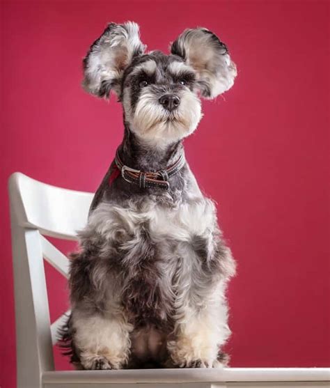 25 Cutest Schnauzer Haircuts Schnauzer Dog Hairstyle We Admire A Lot