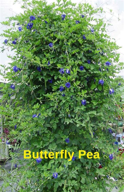 Top 10 Pergola Plants To Grow In Your Pots Climber Plants Clematis