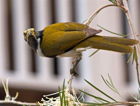 Birds Of Australia Plants Using Birds As Pollinators