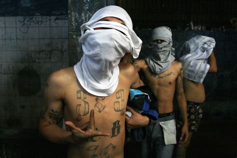 Ms 13 Recruited By The Sinaloa Cartel ~ Borderland Beat