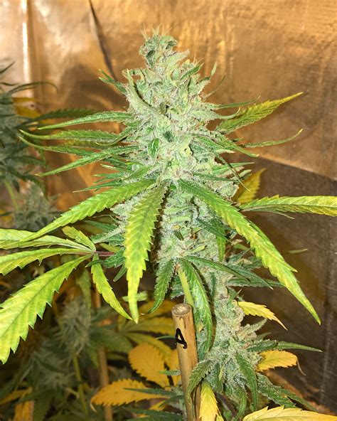 Amnesia Haze – Soma's Sacred Seeds – Sacred and legendary award winning
