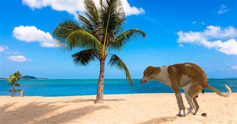 Check out these funny zoom backgrounds and try them out for yourself! 19 Best Funny Zoom Virtual Backgrounds To Use On Your Next ...