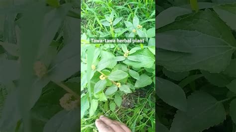 Tawa Tawa Herbal Plant Herbal Plant Power