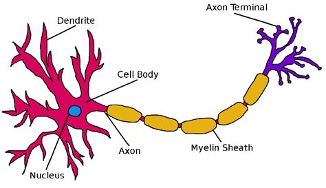 3 Schematic Illustration Of A Neuronal Cell The Neuron Consists Of A