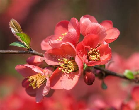 Red Flowering Quince Stock Image Image Of Fragrant Background 39139449