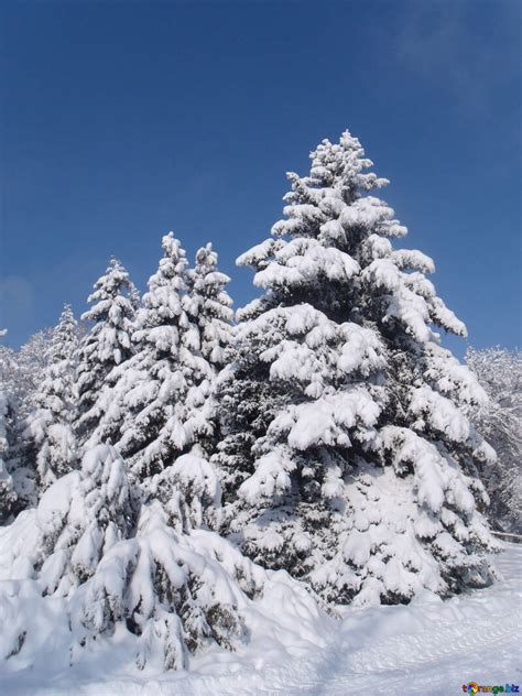 Snowy Winter Landscape Taiga Snow № 10550