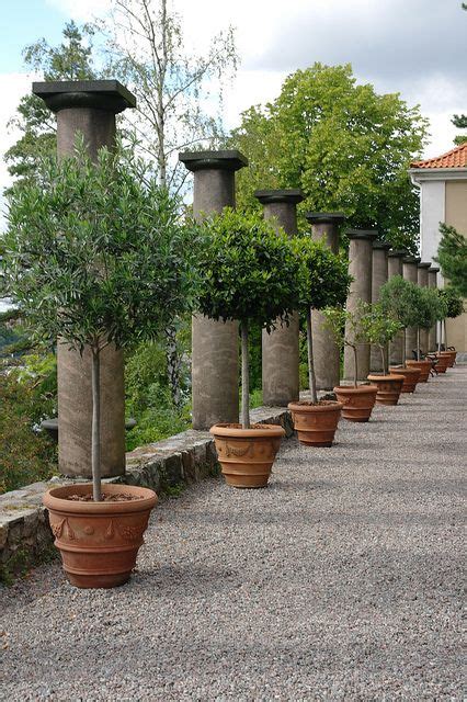 Some have special features, including flowers, attractive bark, and vivid fall colors. Potted Trees | Potted trees, Tuscan garden, Italian garden