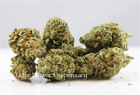 Stardawg Guava X The White Medical 18 Indica Life Flower Dispensary