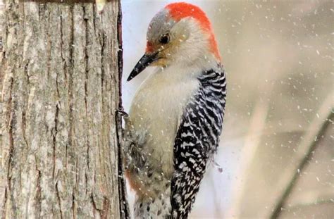 Everything You Need To Know About Woodpeckers In New York Bird