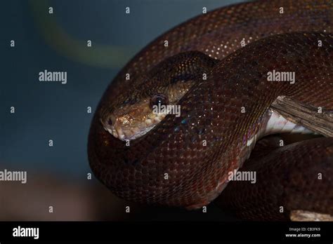 Python Nature Hi Res Stock Photography And Images Alamy